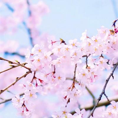 微信头像图片2023最新唯美好运 2