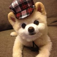狗狗头像ins高级质感边境牧羊犬