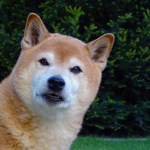 耀扬头像秋田犬 2