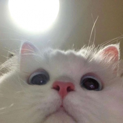 小猫钓鱼头像 8