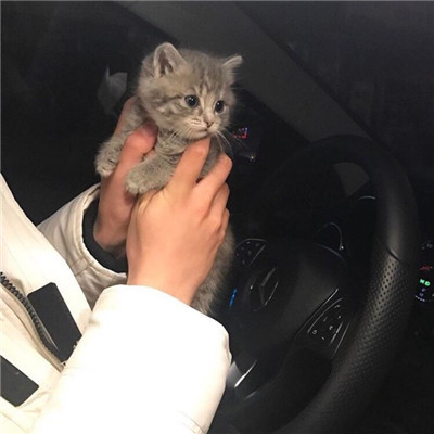 汤姆猫头像高清
