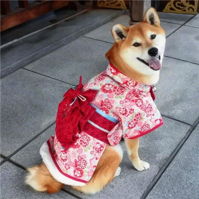 狗头头像柴犬 2
