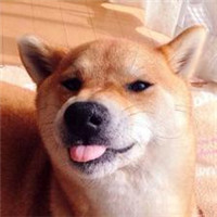 有一个柴犬头像的网站 5