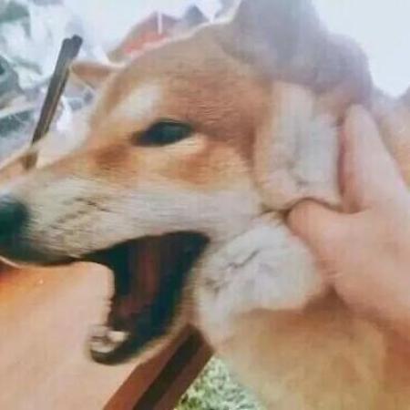 头像图片搞笑逗比 1