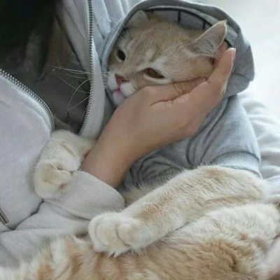 猫猫可爱头像 8