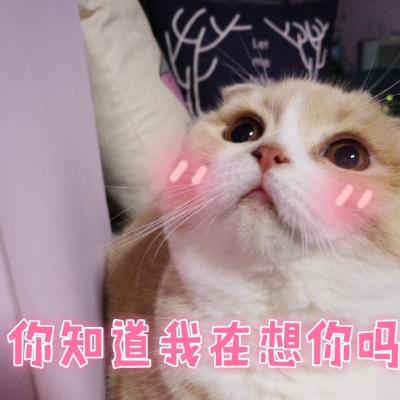 汤姆猫头像带文字 5