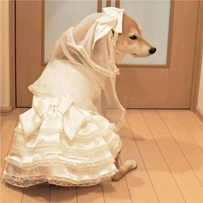刘耀文同款微信头像柴犬