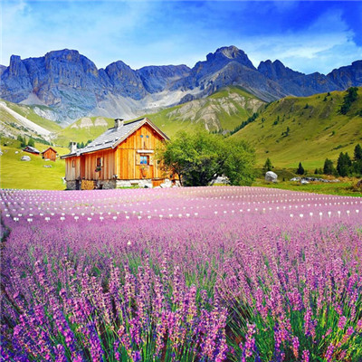 2023年微信转运头像高山与花的风景 2