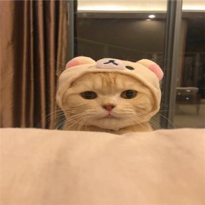 小猫可爱头像