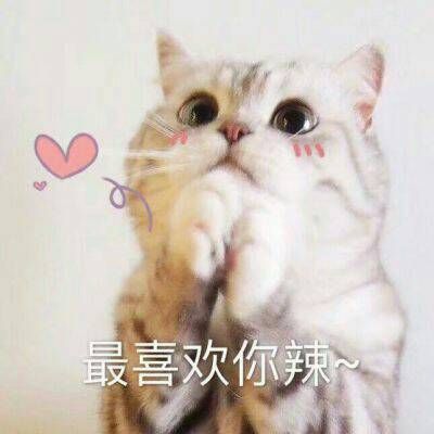 2023年最火微信动物头像 4