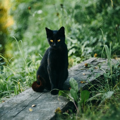 容易让人误会的头像黑猫 9