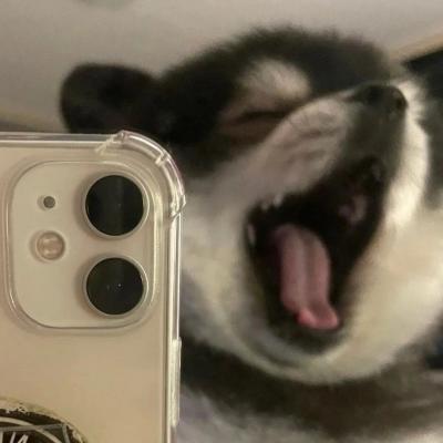 虎牙耀扬头像小狗
