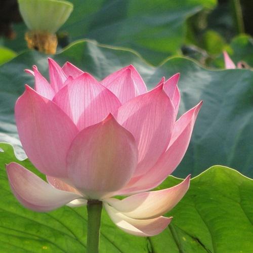 吉祥的头像图片 幸运 7