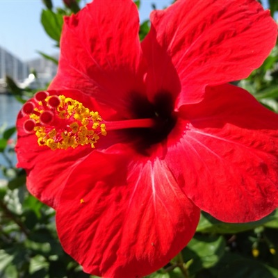 微信头像花花朵淡雅 1