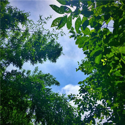 属鸡微信头像吉星植物 3