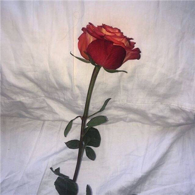 玫瑰花头像图片 3