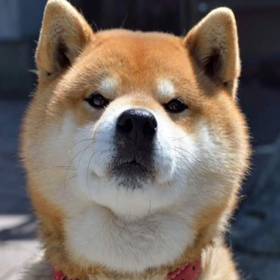 柴犬头像可爱图片 7