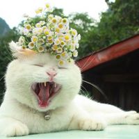 猫猫头像大全可爱 7