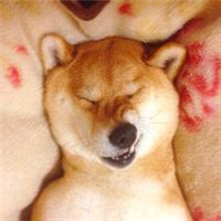 刘耀文同款头像柴犬 1
