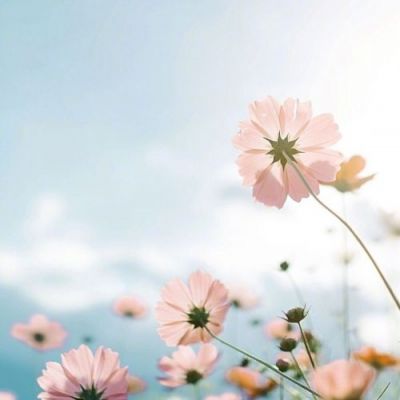 微信头像鲜花图片大全
