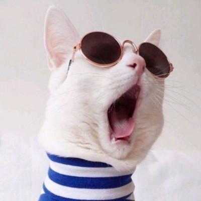 猫猫可爱头像 9