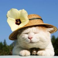 搞笑猫咪头像 5