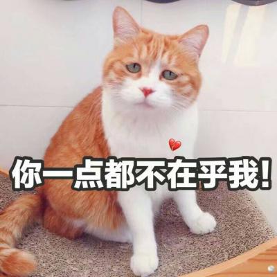 搞笑猫咪头像 5