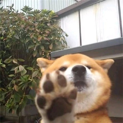 单身狗头像搞笑