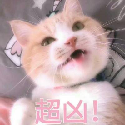 搞怪头像猫咪高清图片 5