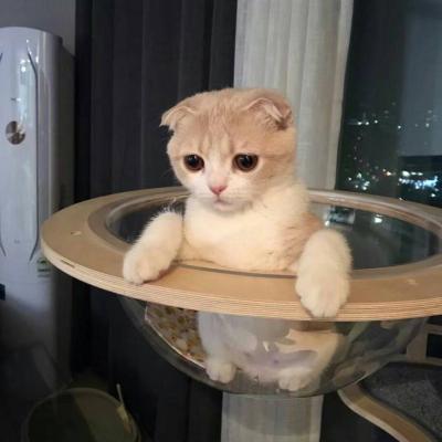 动物头像搞笑的 1