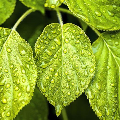 微信头像植物大战僵尸 3