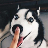 鬼畜头像搞笑哈士奇 5