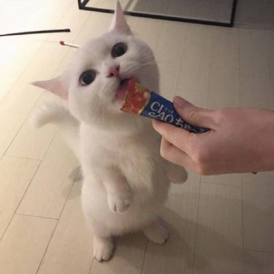 小猫微信头像大全可爱 7