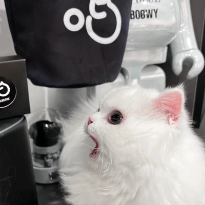 夏目友人帐猫咪头像 3