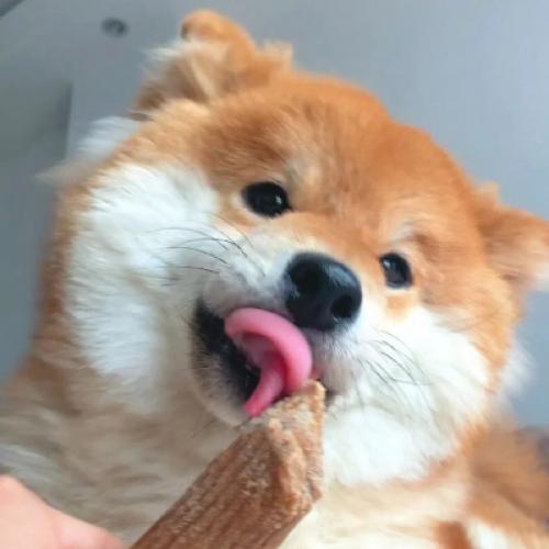 刘耀文同款头像柴犬 5