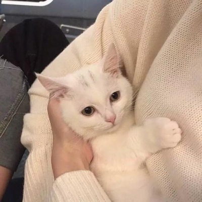 猫猫可爱头像 5