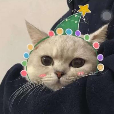 可爱猫咪情侣头像 3