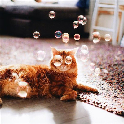 猫猫头像大全可爱 5