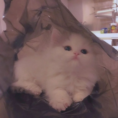 猫头像搞怪 5