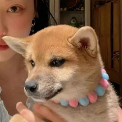 宠物情侣头像 3