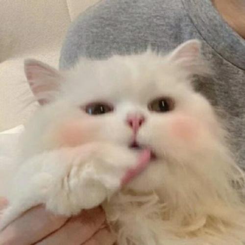 好看的头像图片动物可爱小狗 2