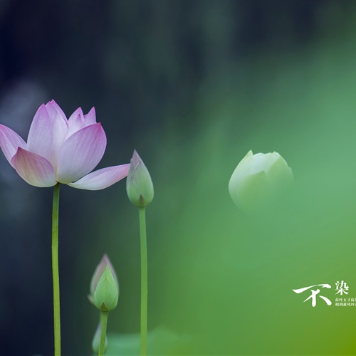 微信头像植物2023年最新版图片
