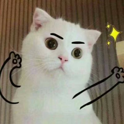 猫咪头像图片微信头像 9