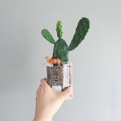 微信头像植物大战僵尸