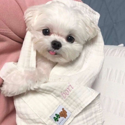 小狗微信头像图片大全可爱 2