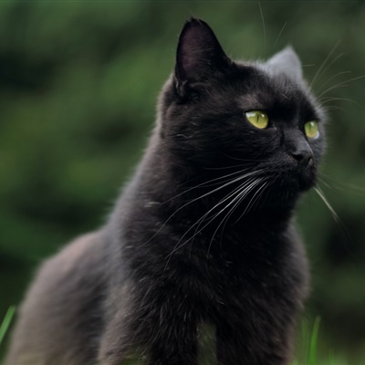 黑暗系压抑头像孤独黑猫 8