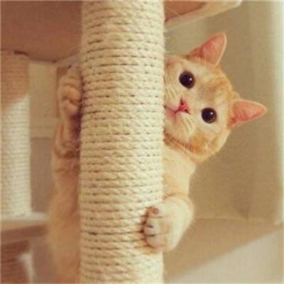 小猪佩奇骂人头像 8