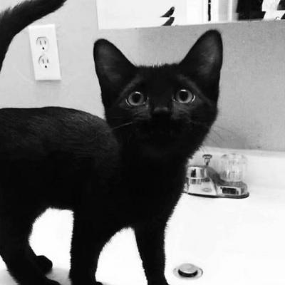 适合微信头像的猫咪图片 可爱 4