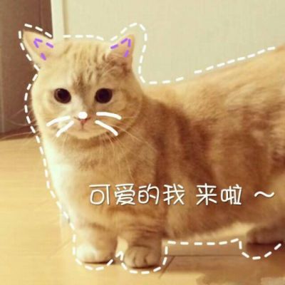 搞怪头像猫咪高清图片 6
