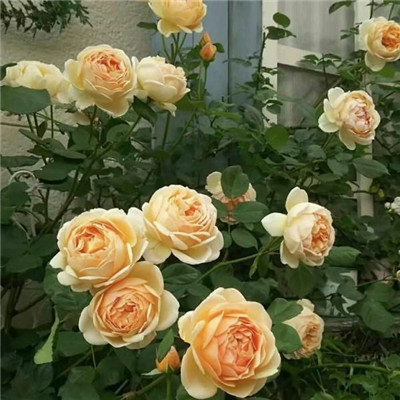 玫瑰花头像图片